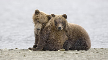 Animals, Stones, Beach, Sand, Bears, Teddy Bears HD wallpaper