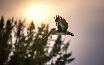 Animals, Trees, Sunset, Sky, Bird, Flight HD wallpaper