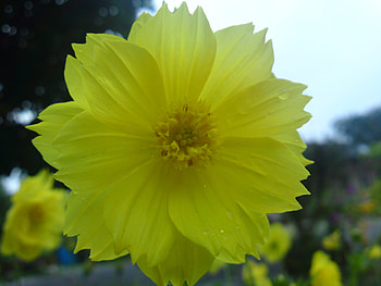 yellow?, nature, real, yellow, flower HD wallpaper