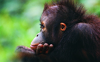 Orangutan , Wide range, Natural beauty, Wildlife sanctuary HD wallpaper