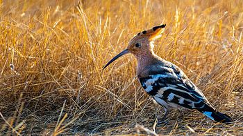 Hoopoe, animal, nature, bird HD wallpaper