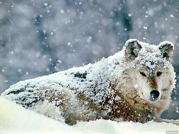 A DAY IN THE LIFE OF A WOLF, winter, weather, wolf, sad, snowflakes, wildlife, snow, lupine, climate, canines, arctic HD wallpaper