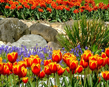 Flowers, orange HD wallpaper