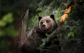 Bear, Animal, Bears HD wallpaper