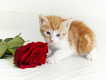 Happy Valentine's Day!, sweet, cute, cat, pisica, valentine, rose, flower, red, card, trandafir, an imal HD wallpaper