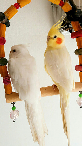 Loyal bird companions, Beautiful feathered friends, Cute animal bonds, Supportive cockatiels HD phone wallpaper