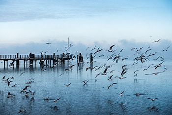 Nature, Sea, Seagulls, Pier, Flight HD wallpaper