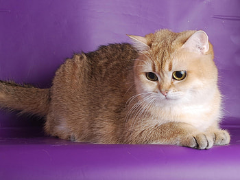 Animals, Cat, Beautiful, Fat, Thick, Shoot, ession HD wallpaper