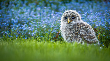 A barred owl :), raptor, bird, young, nature, flowers, grass HD wallpaper