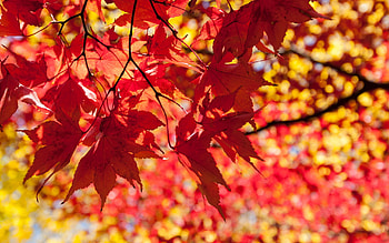 Maple tree, graphy, Focusing on leaves, Depth of field HD wallpaper