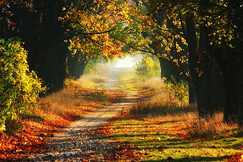 The colors of serenity, sunlight, colors, autumn, peaceful, serene, forest, walkway HD wallpaper