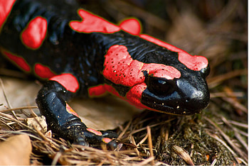 Bell's salamander, Salamander HD wallpaper
