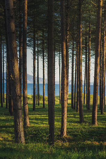 Nature, Rivers, Trees, Grass, Pine, Forest HD phone wallpaper