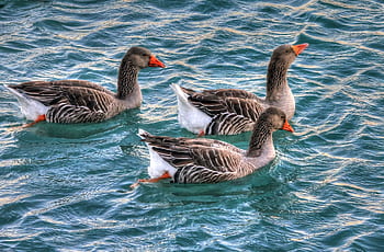 Three greylag geese gracefully swimming on a vibrant water surface, peaceful scene. HD wallpaper