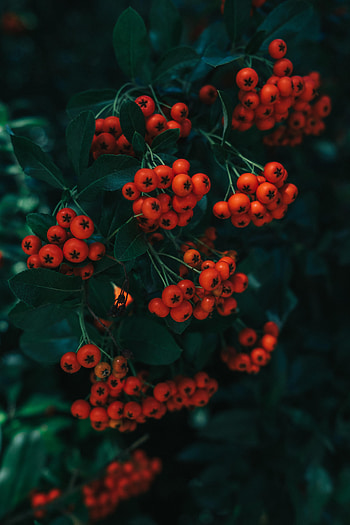 Nature, Leaves, Berries, Branch, Rowan HD phone wallpaper