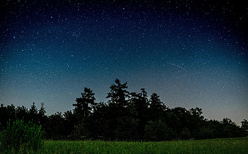 Nature, Trees, Night, Starry Sky, Field HD wallpaper