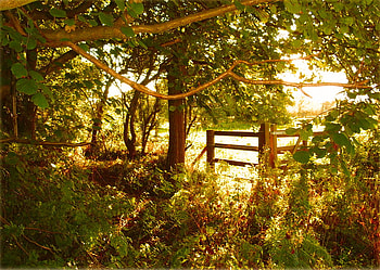 The Gate, trees, nature, green, gate HD wallpaper