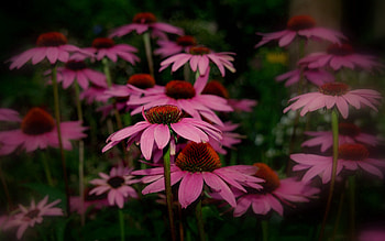 Flowers, Petals, Close-Up, Sharpness, Rudbekia, Rudbeckia HD wallpaper
