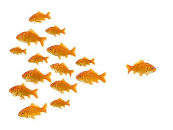 DARE, way, fish, gold, one HD wallpaper