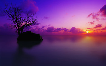 Maldivian Sunset, purple, tree HD wallpaper