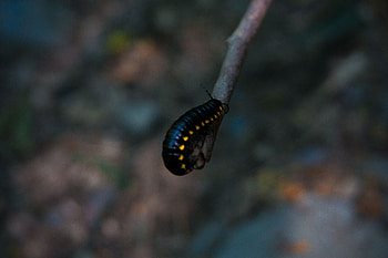 Macro, Blur, Smooth, Insect, Color, Caterpillar HD wallpaper