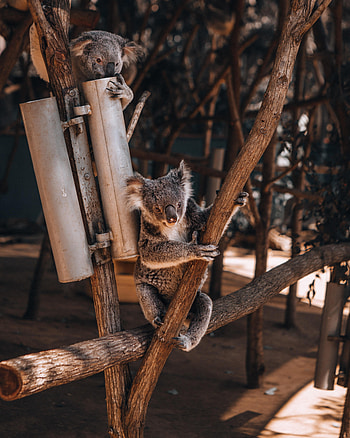 Animals, Koalas, Wood, Tree, Animal, Koala HD phone wallpaper