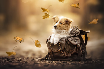 Cute Puppy Adventure:, Animal, puppy HD wallpaper