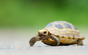Elongated tortoise, Turtles HD wallpaper