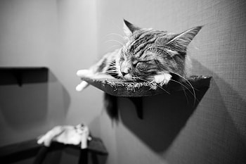 Animals, Cat, Lie, To Lie Down, Bw, Chb, Shelf HD wallpaper