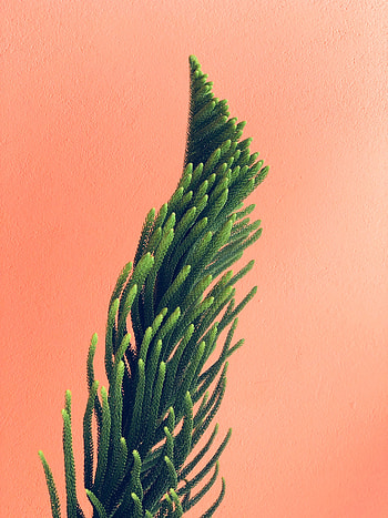 Needle, Plant, Minimalism, Branches, Wall HD phone wallpaper
