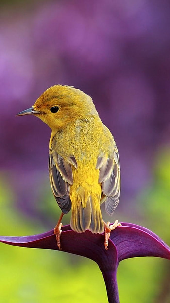Good Morning, Beautiful Bird HD phone wallpaper