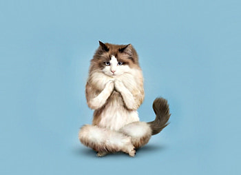 Meditation, blue, animal, yoga, cute, cat, persian, pisica, creative, funny HD wallpaper