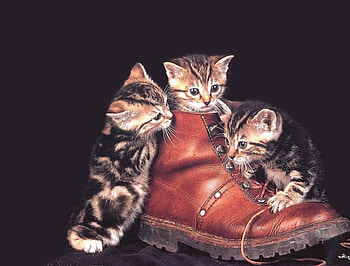 Puss in Boot, cats, boot, kittens HD wallpaper