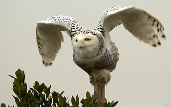 Animals, Owl, Bird, Predator, Wings HD wallpaper
