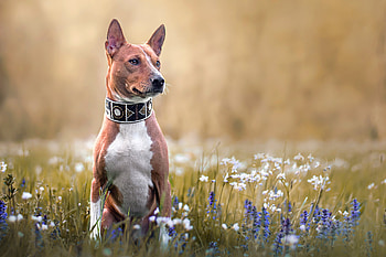 Basenji dog, Dog breed intro, Unique traits, Origin exploration HD wallpaper