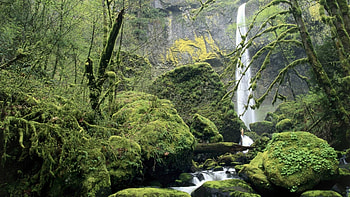 elowah falls columbia river gorge oregon, moss, trees, waterfalls, rocks, stream HD wallpaper