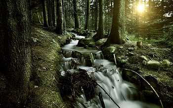 •Deep forest•, river, sunlight, , dusk, sunrise, waves, water, sun, sunset, moss, rocks, tree, stones, summer, dawn, waterfall, nature, forest, stream HD wallpaper
