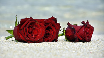 Red roses, Beach, Flowers, Buds, Sand, Roses HD wallpaper
