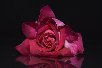 Flowers, Rose Flower, Rose, Petals, Bud HD wallpaper