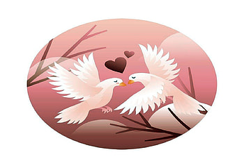 Dove Couple In Love, White, Dove, Couple, Love HD wallpaper
