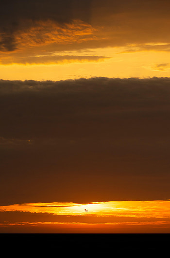 Nature, Sunset, Sun, Horizon, Bird HD phone wallpaper