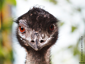 Animals, Ostrich HD wallpaper