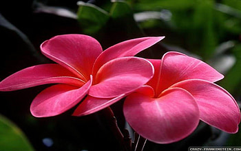 Pink Plumeria for Alexandra66, plumeria, pink flowers, nature, flowers HD wallpaper