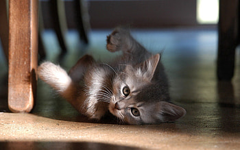Animals, Kitty, Kitten, To Lie Down, Lie, Play, Floor HD wallpaper