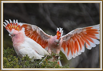 MAJORS MITCHELL'S COCKATOOS, BIRDS, NATURE, , FRAMED HD wallpaper