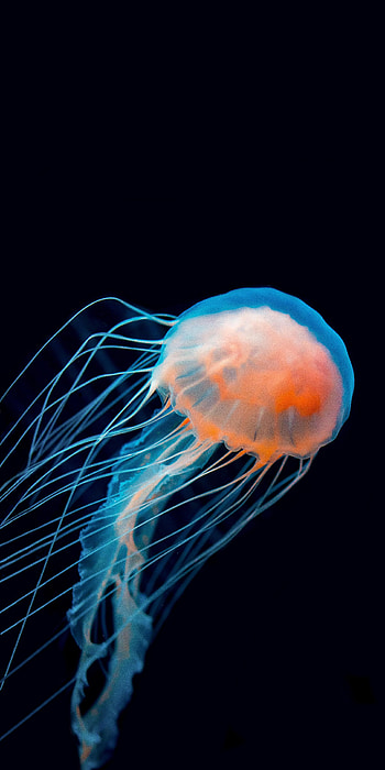 Animals, Jellyfish, Dark, Underwater World, Tentacle HD phone wallpaper