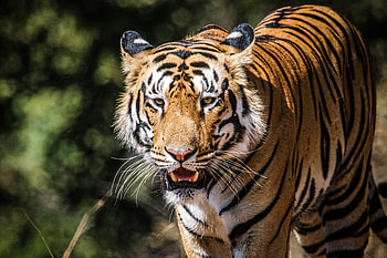 Animals, Predator, Big Cat, Wildlife, Tiger HD wallpaper