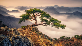 Pine Tree On The Mountain, South Korea, morning, hills, fog, colors, landscape, sky, mountains HD wallpaper
