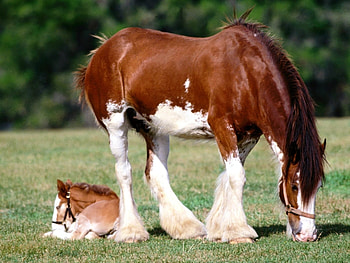 Animals, Horses HD wallpaper