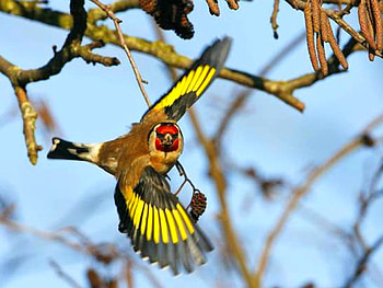 Flying Bird, flying, beautiful, bird HD wallpaper